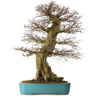 Carpinus coreana yamadori, 80 cm, ± 40 years old
