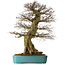 Carpinus coreana yamadori, 80 cm, ± 40 años, con un nebari de 30 cm, en una maceta rota