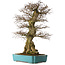 Carpinus coreana yamadori, 80 cm, environ 40 ans, avec un nebari de 30 cm, dans un pot cassé