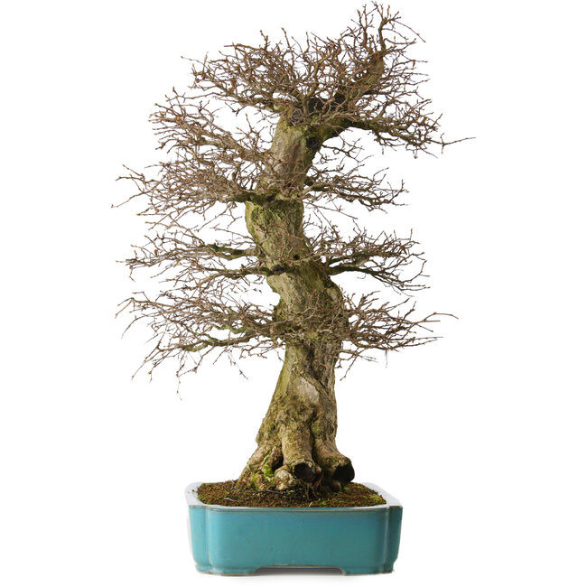 Carpinus coreana yamadori, 80 cm, environ 40 ans, avec un nebari de 30 cm, dans un pot cassé