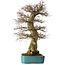 Carpinus coreana yamadori, 80 cm, ± 40 years old, with a nebari of 30 cm, in a broken pot