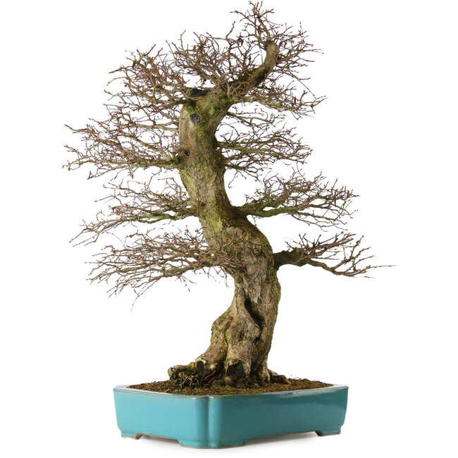 Carpinus coreana yamadori, 80 cm, ± 40 años, con un nebari de 30 cm, en una maceta rota