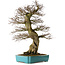 Carpinus coreana yamadori, 80 cm, environ 40 ans, avec un nebari de 30 cm, dans un pot cassé