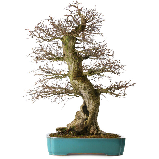 Carpinus coreana yamadori, 80 cm, ± 40 years old, with a nebari of 30 cm, in a broken pot