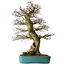 Carpinus coreana yamadori, 80 cm, environ 40 ans, avec un nebari de 30 cm, dans un pot cassé