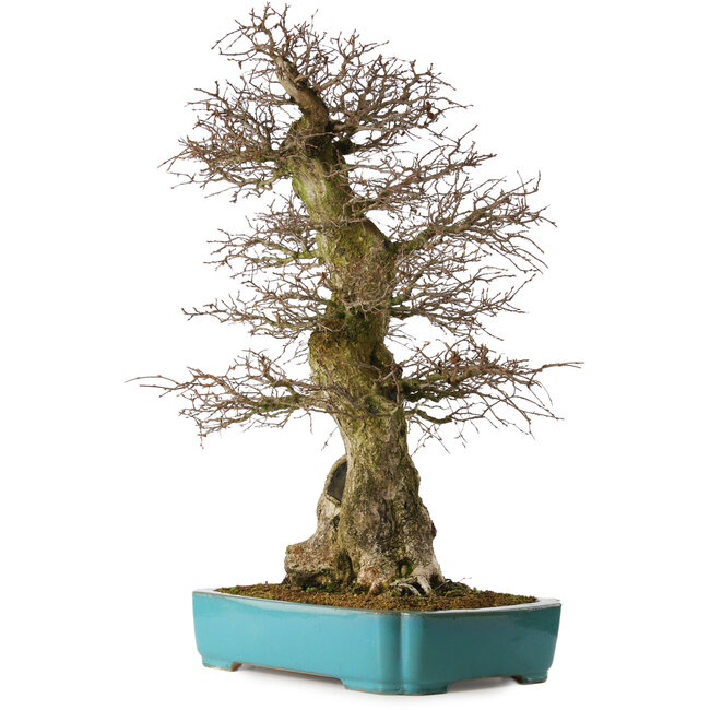 Carpinus coreana yamadori, 80 cm, environ 40 ans, avec un nebari de 30 cm, dans un pot cassé