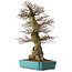 Carpinus coreana yamadori, 80 cm, ca. 40 Jahre alt, mit einem Wurzelhals von 30 cm, in einem zerbrochenen Topf