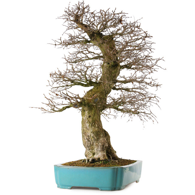 Carpinus coreana yamadori, 80 cm, ± 40 anni, con un nebari di 30 cm, in un vaso rotto