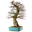 Carpinus coreana yamadori, 80 cm, ± 40 years old, with a nebari of 30 cm, in a broken pot