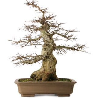 Carpinus coreana yamadori, 70 cm, ± 40 anni