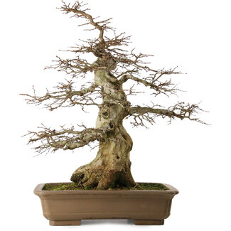 Carpinus coreana yamadori, 70 cm, ± 40 años