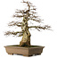 Carpinus coreana yamadori, 70 cm, ± 40 jaar oud, met een nebari van 25 cm
