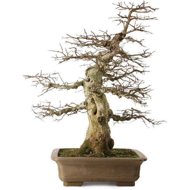 Carpinus coreana yamadori, 70 cm, ± 40 ans, avec un nebari de 25 cm