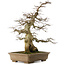 Carpinus coreana yamadori, 70 cm, ± 40 Jahre alt, mit einem Nebari von 25 cm