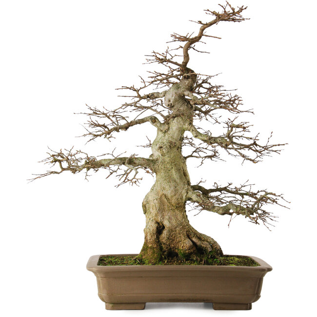 Carpinus coreana yamadori, 70 cm, ± 40 jaar oud, met een nebari van 25 cm