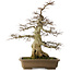 Carpinus coreana yamadori, 70 cm, ± 40 ans, avec un nebari de 25 cm