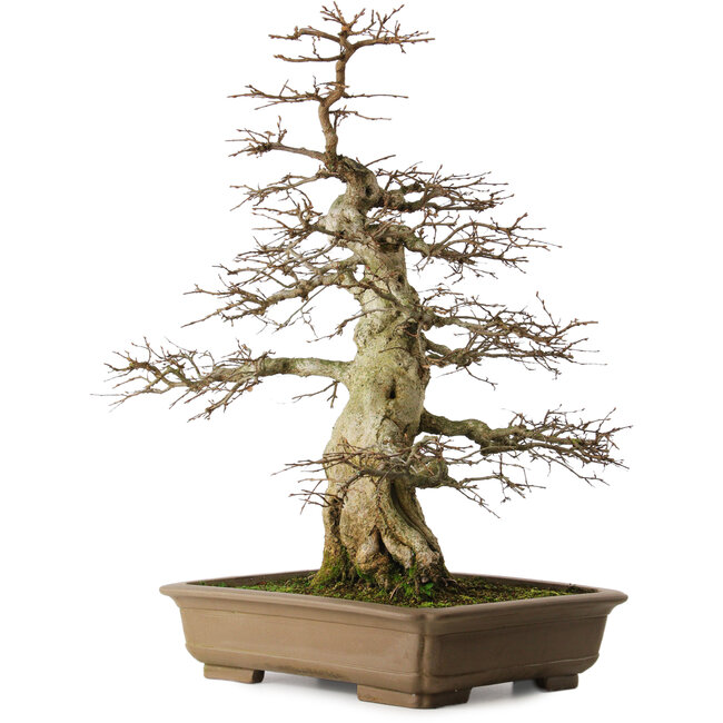 Carpinus coreana yamadori, 70 cm, ± 40 years old, with a nebari of 25 cm