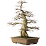 Carpinus coreana yamadori, 70 cm, ± 40 Jahre alt, mit einem Nebari von 25 cm
