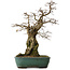 Carpinus coreana yamadori, 56 cm, ± 25 years old, with a nebari of 23 cm