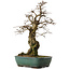Carpinus coreana yamadori, 56 cm, ± 25 ans, avec un nebari de 23 cm