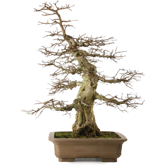 Carpinus coreana yamadori, 70 cm, ± 40 anni, con un nebari di 25 cm