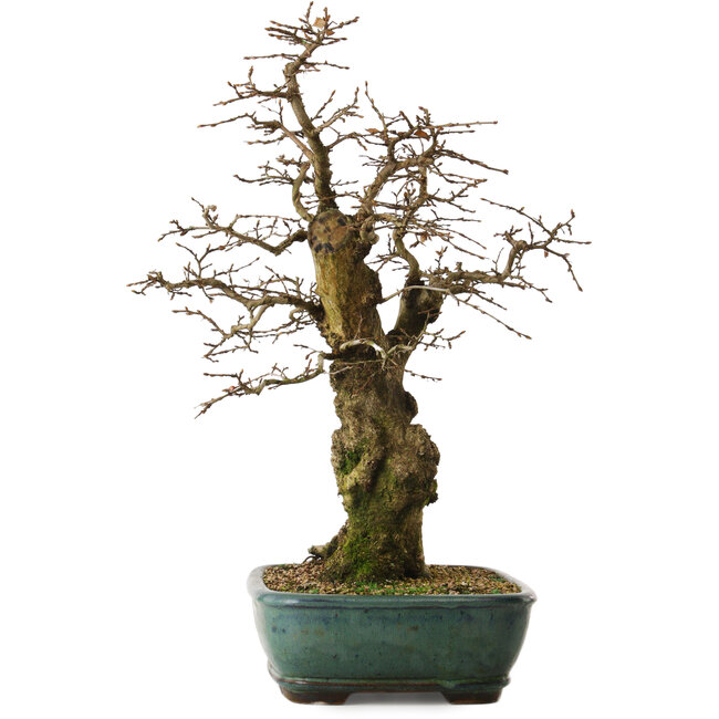Carpinus coreana yamadori, 56 cm, ± 25 years old, with a nebari of 23 cm