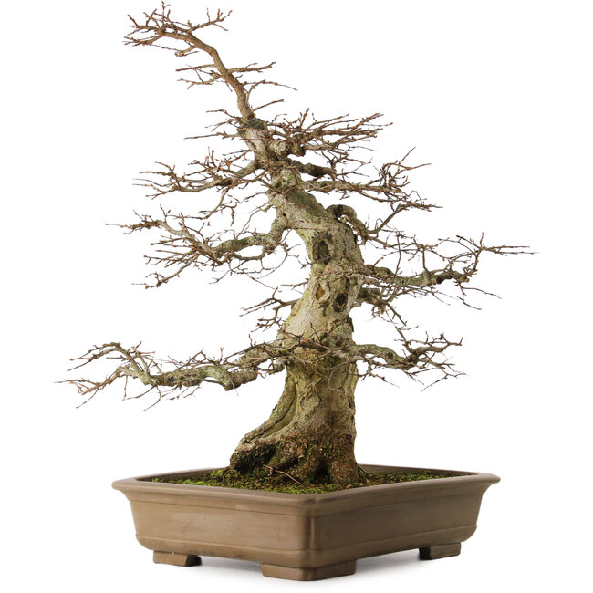 Carpinus coreana yamadori, 70 cm, ± 40 años, con un nebari de 25 cm