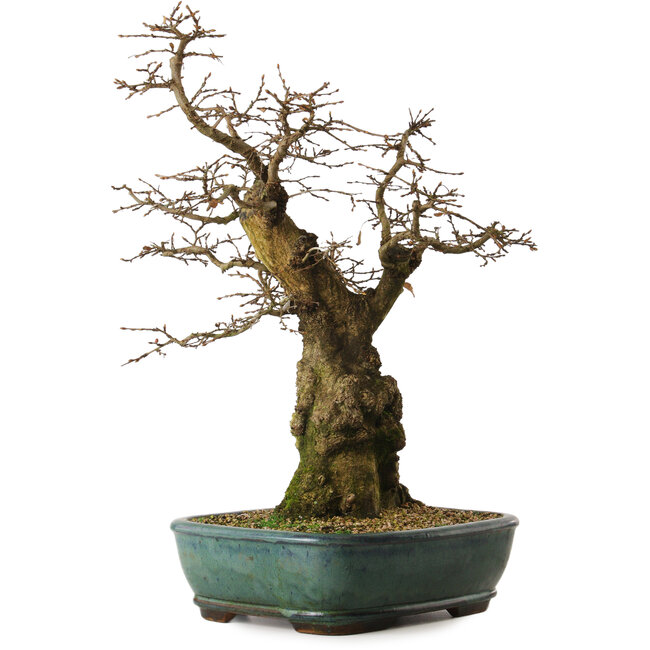 Carpinus coreana yamadori, 56 cm, ± 25 Jahre alt, mit einem Nebari von 23 cm