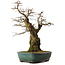 Carpinus coreana yamadori, 56 cm, ± 25 years old, with a nebari of 23 cm