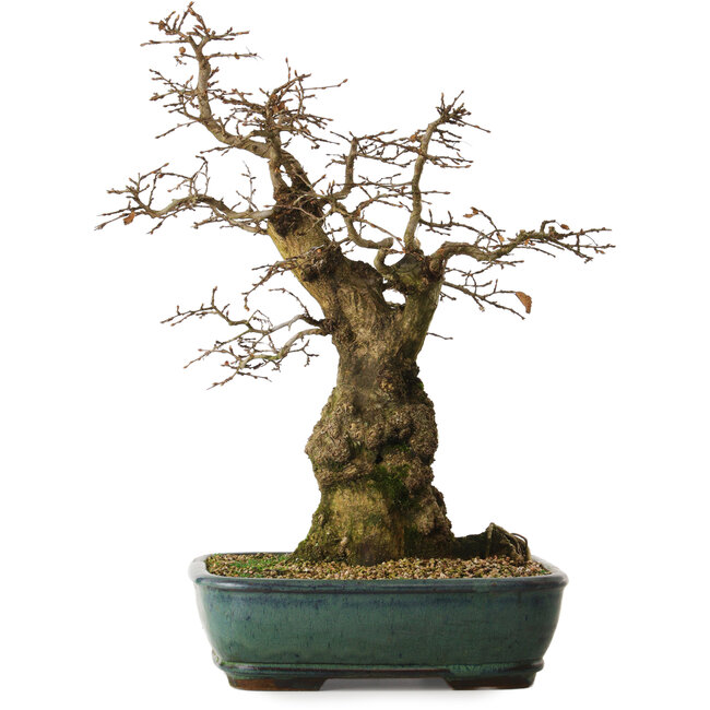 Carpinus coreana yamadori, 56 cm, ± 25 Jahre alt, mit einem Nebari von 23 cm