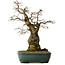 Carpinus coreana yamadori, 56 cm, ± 25 ans, avec un nebari de 23 cm