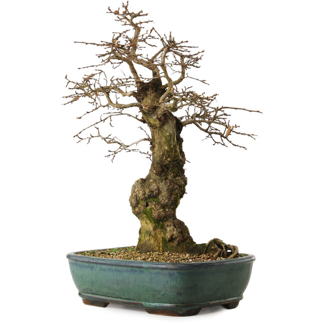 Carpinus coreana yamadori, 56 cm, ± 25 anni, con un nebari di 23 cm