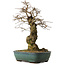Carpinus coreana yamadori, 56 cm, ± 25 ans, avec un nebari de 23 cm