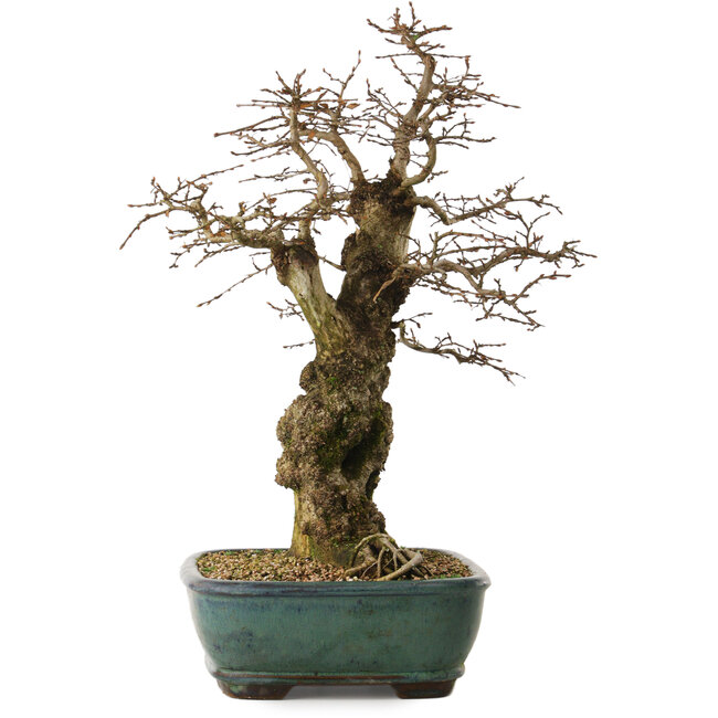Carpinus coreana yamadori, 56 cm, ± 25 ans, avec un nebari de 23 cm