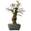Carpinus coreana yamadori, 56 cm, ± 25 Jahre alt, mit einem Nebari von 23 cm