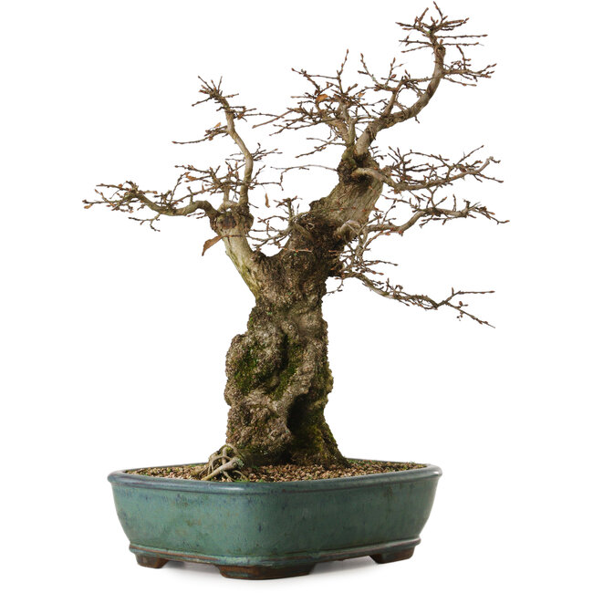 Carpinus coreana yamadori, 56 cm, ± 25 anni, con un nebari di 23 cm