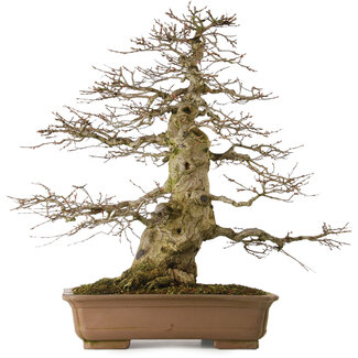 Carpinus coreana yamadori, 70 cm, ± 40 años