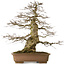 Carpinus coreana yamadori, 70 cm, ± 40 years old, with a nebari of 28 cm, in a broken pot
