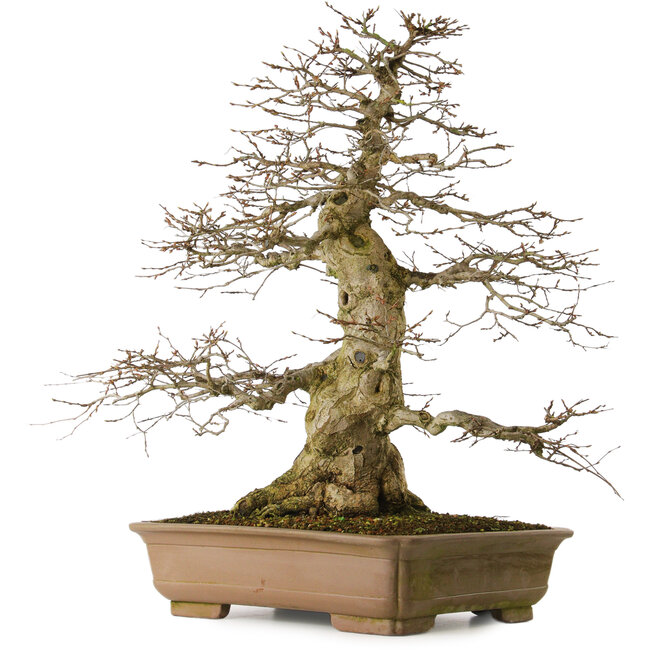 Carpinus coreana yamadori, 70 cm, environ 40 ans, avec un nebari de 28 cm, dans un pot cassé