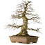 Carpinus coreana yamadori, 70 cm, ± 40 years old, with a nebari of 28 cm, in a broken pot