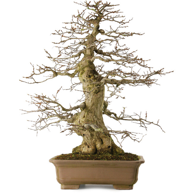 Carpinus coreana yamadori, 70 cm, environ 40 ans, avec un nebari de 28 cm, dans un pot cassé