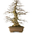 Carpinus coreana yamadori, 70 cm, environ 40 ans, avec un nebari de 28 cm, dans un pot cassé