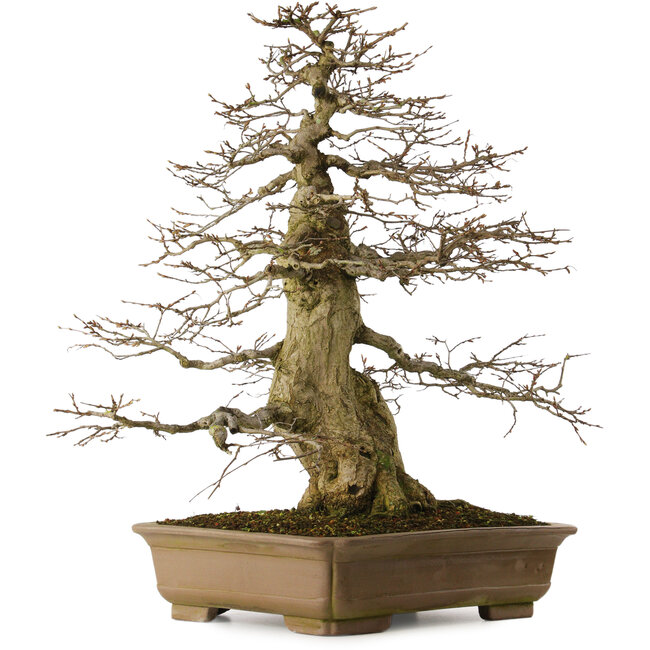 Carpinus coreana yamadori, 70 cm, environ 40 ans, avec un nebari de 28 cm, dans un pot cassé