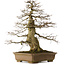 Carpinus coreana yamadori, 70 cm, ± 40 años, con un nebari de 28 cm, en una maceta rota