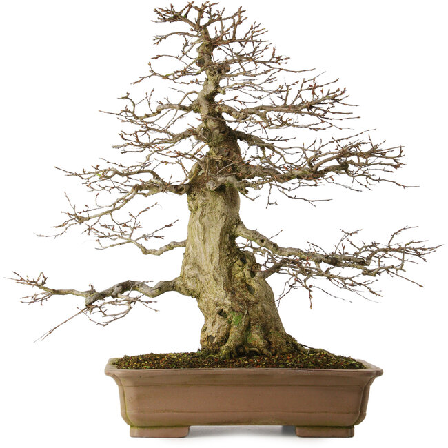 Carpinus coreana yamadori, 70 cm, ca. 40 Jahre alt, mit einem Wurzelhals von 28 cm, in einem zerbrochenen Topf