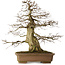 Carpinus coreana yamadori, 70 cm, environ 40 ans, avec un nebari de 28 cm, dans un pot cassé