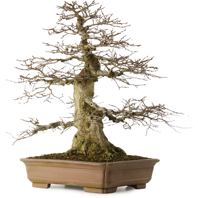 Carpinus coreana yamadori, 70 cm, ± 40 jaar oud, met een nebari van 28 cm, in een gebroken pot.