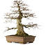 Carpinus coreana yamadori, 70 cm, environ 40 ans, avec un nebari de 28 cm, dans un pot cassé