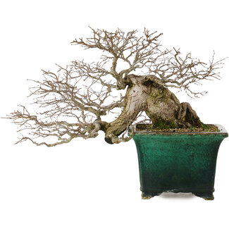 Carpinus coreana yamadori, 40 cm, ± 30 jaar oud