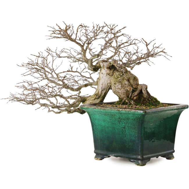 Carpinus coreana yamadori, 40 cm, ± 30 jaar oud, met een nebari van 15 cm